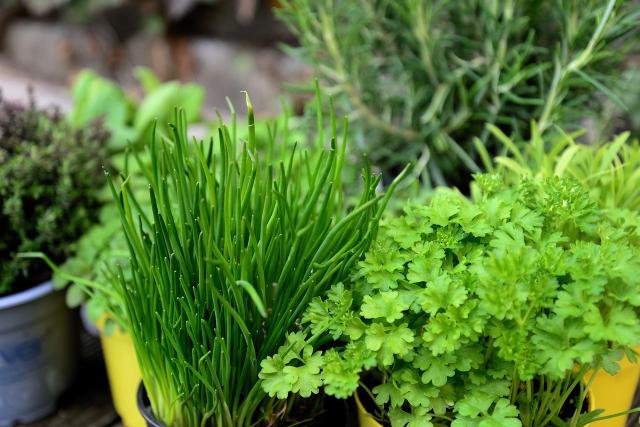 Plantes aromatiques en pot