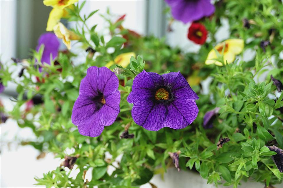 Fleurs en pot