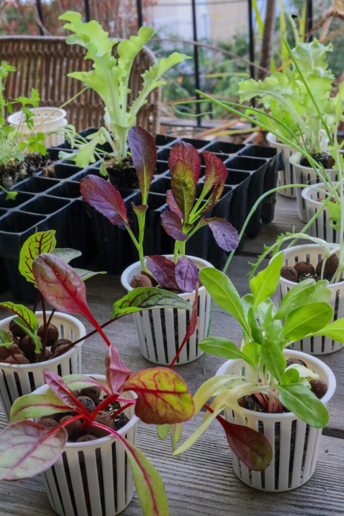 Petits pots en terre cuite contenant des légumes en feuilles cultivés sur un balcon ensoleillé, illustrant un potager en pot urbain et facile à entretenir.