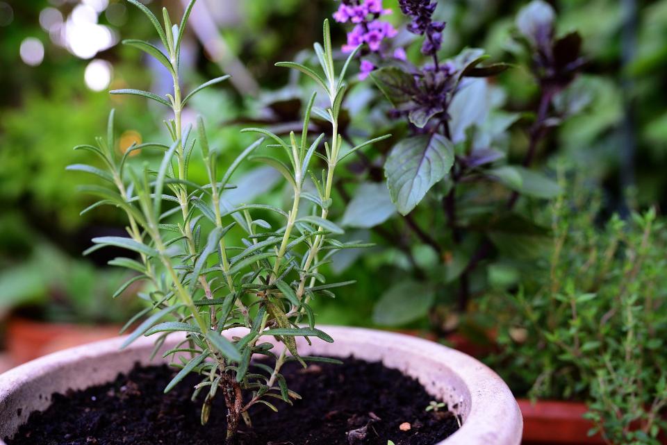 Plantes aromatiques en pot