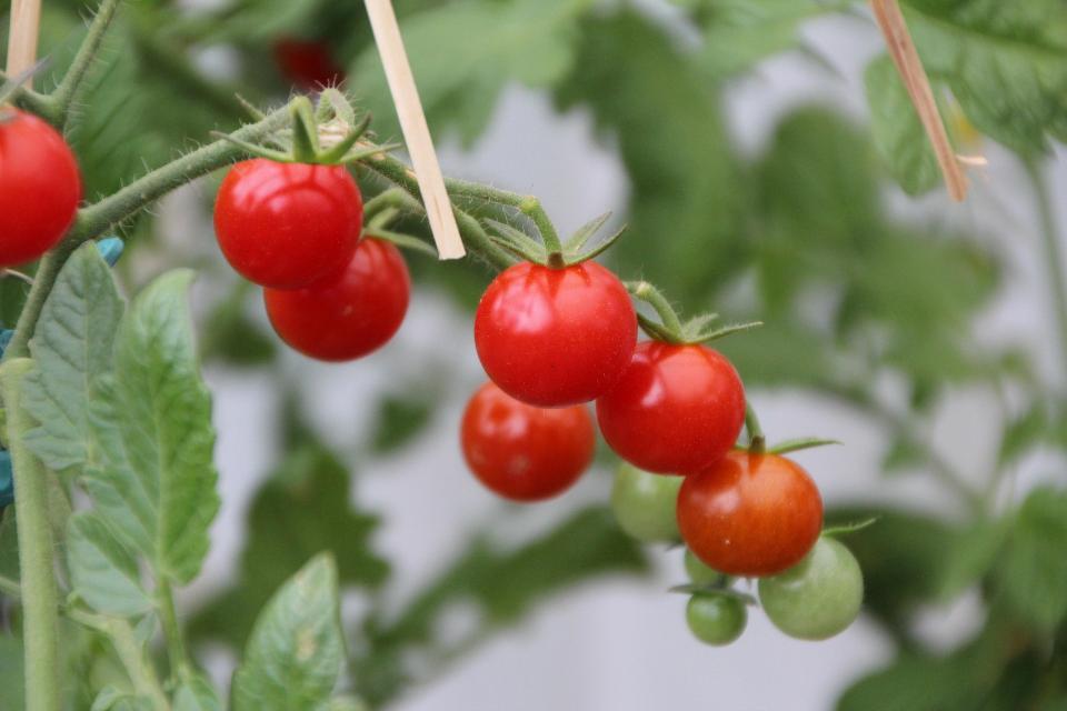 Tomates rouges mûres poussant dans un grand pot sur une terrasse, exemple réussi de potager en pot en milieu urbain.
