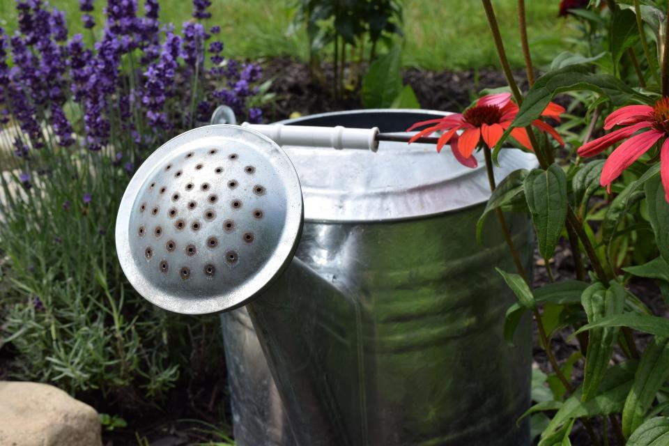 Arroser une plante en pot