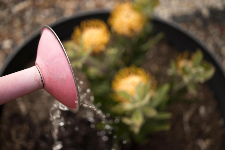 Arrosage des plantes en pot 