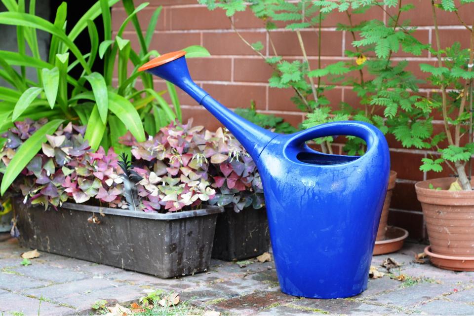 Arrosage des plantes en pot 