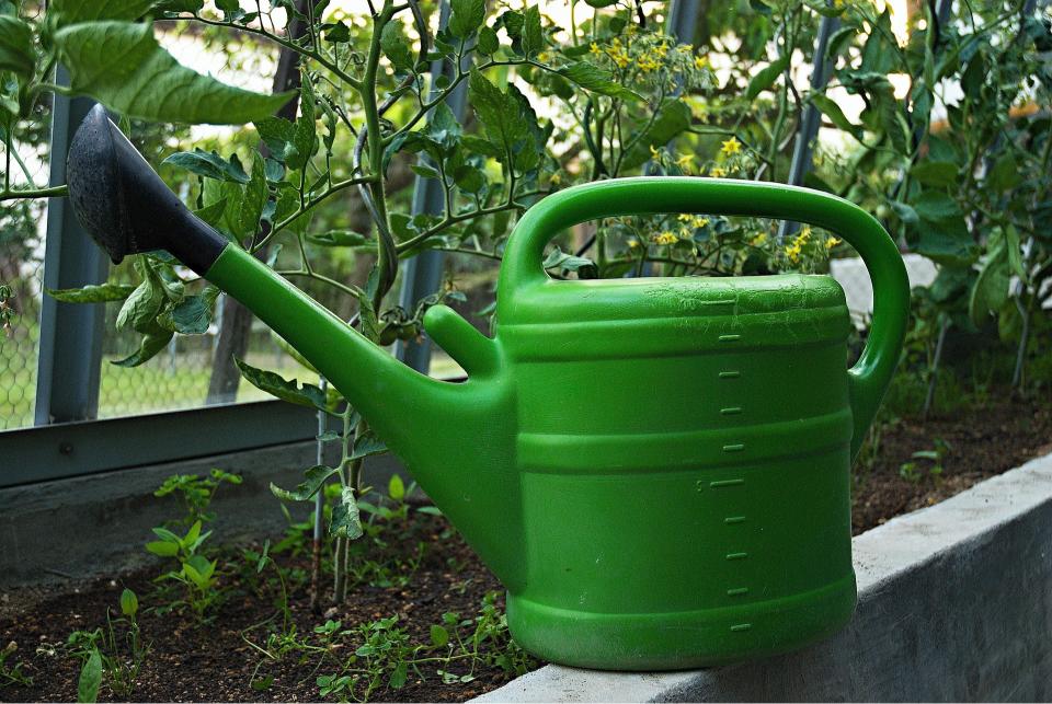 Arroser une plante en pot
