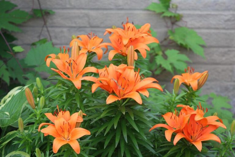 entretien des hémérocalles