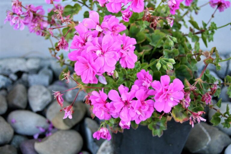 geranium en pot