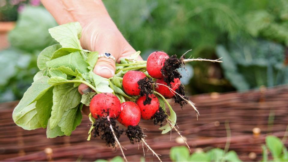 Légumes faciles à cultiver en pot 
