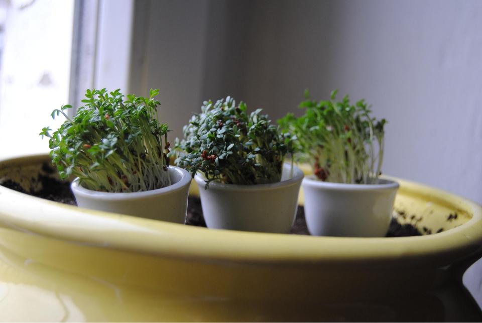Meilleur terreau pour plante d'intérieur 