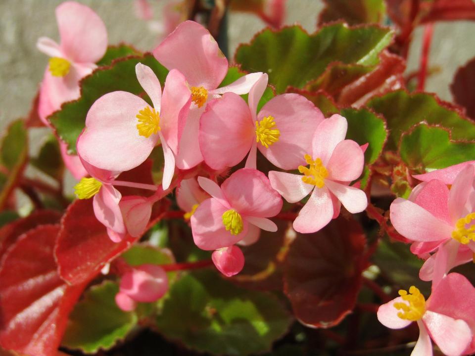 Bégonia en pot