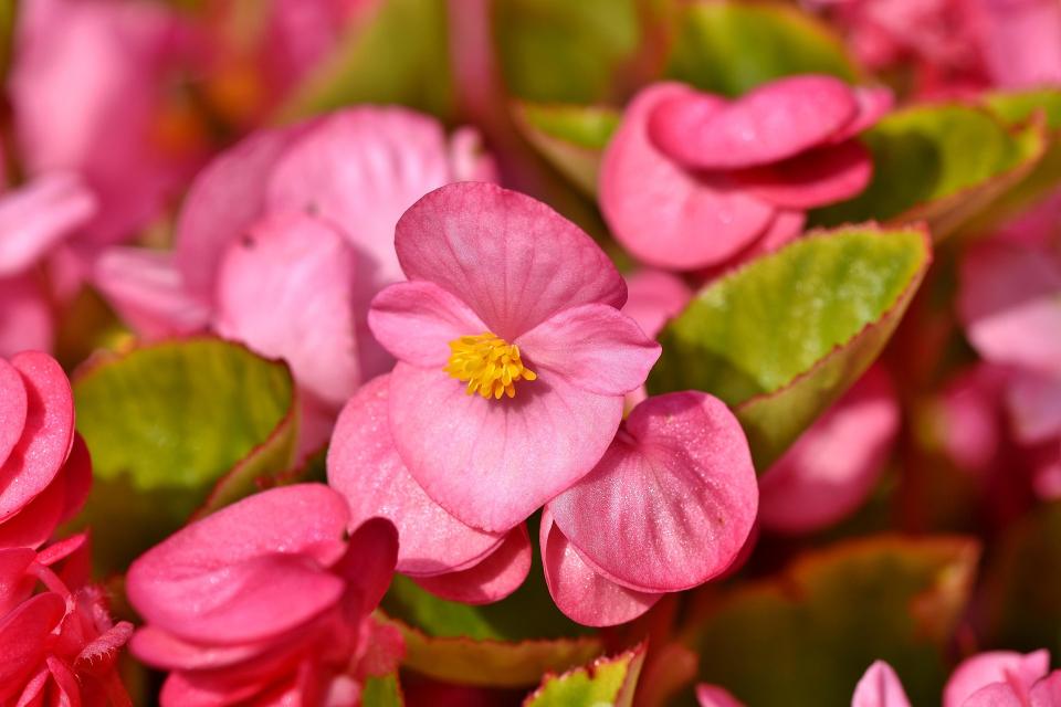 Bégonia en pot