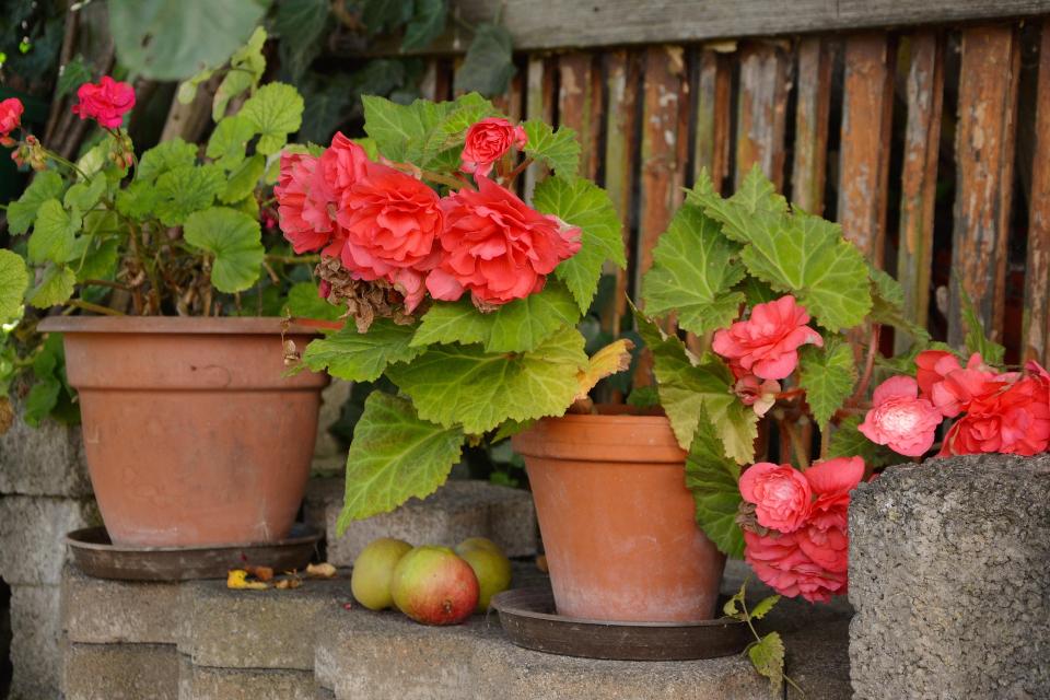 Bégonia en pot