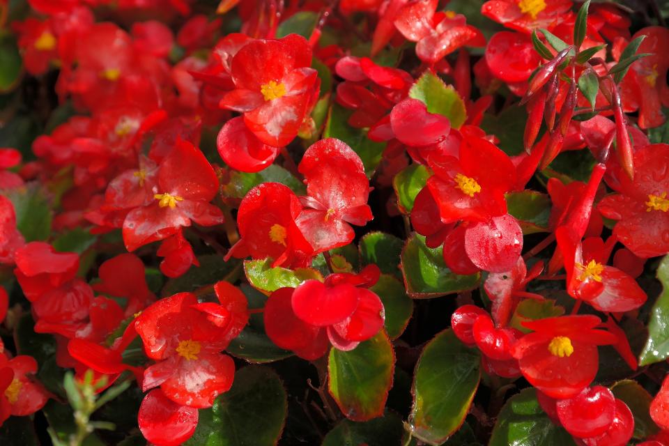 Bégonia en pot