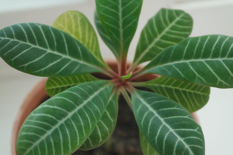 Meilleur terreau pour plante d'intérieur 