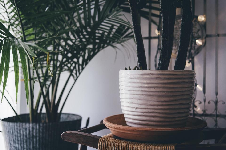 Meilleur terreau pour plante d'intérieur