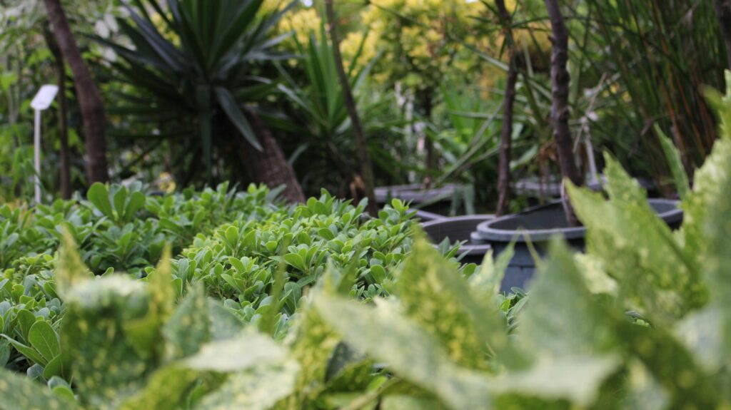 Que planter en décembre ?