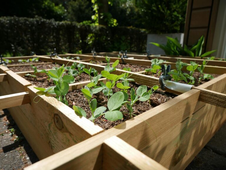 rotation des culltures potager-