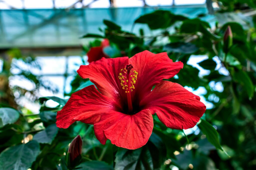 Hibiscus en pot