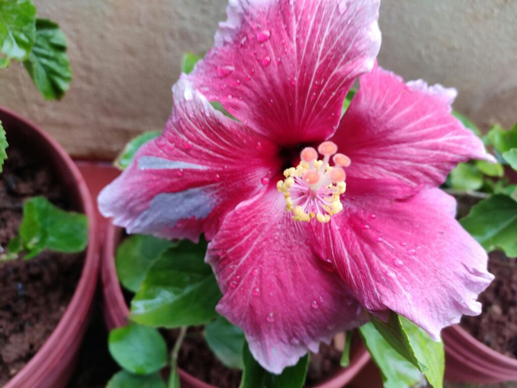 entretien hibiscus en pot-