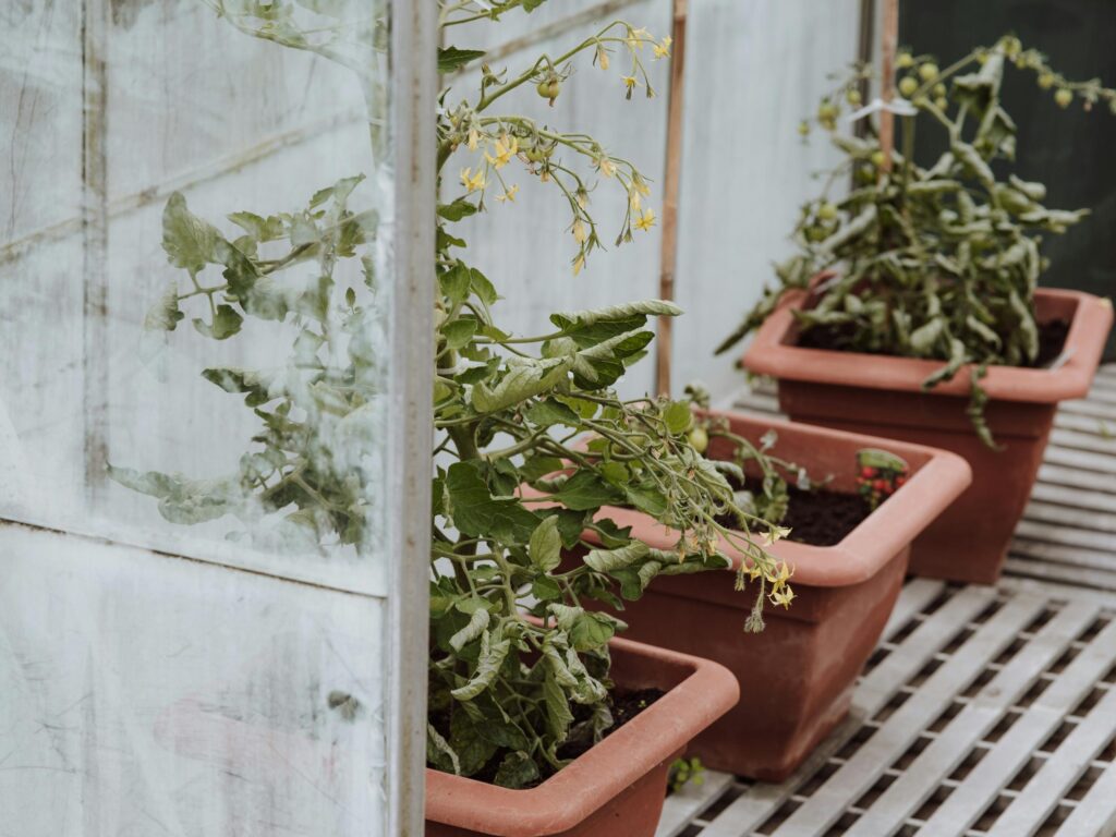 Bicarbonate de soude au jardin