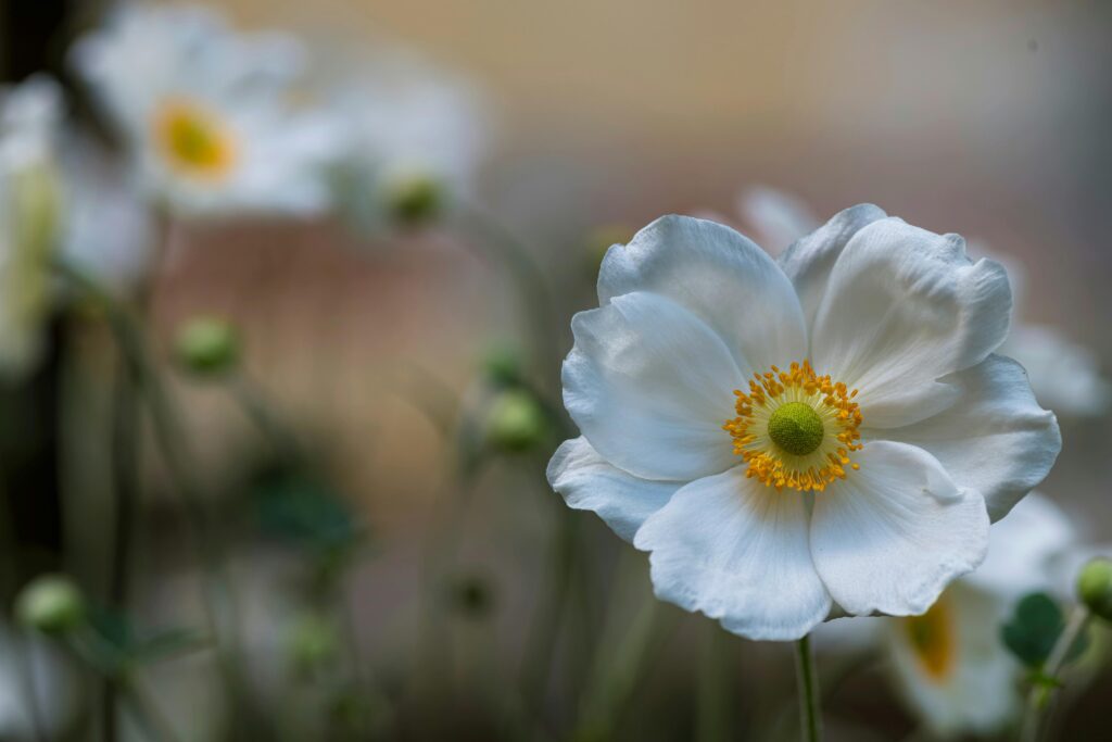 Fleurs blanches : L'anémone du Japon