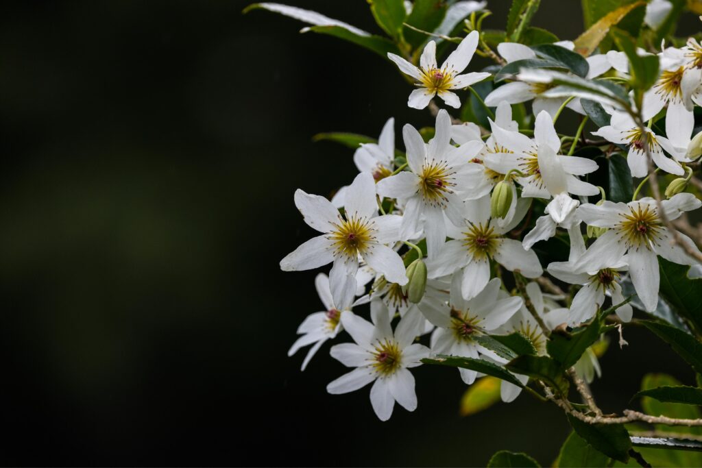 Fleurs blanches : clématite