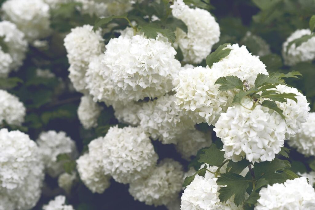 Fleurs blanches : hortensia