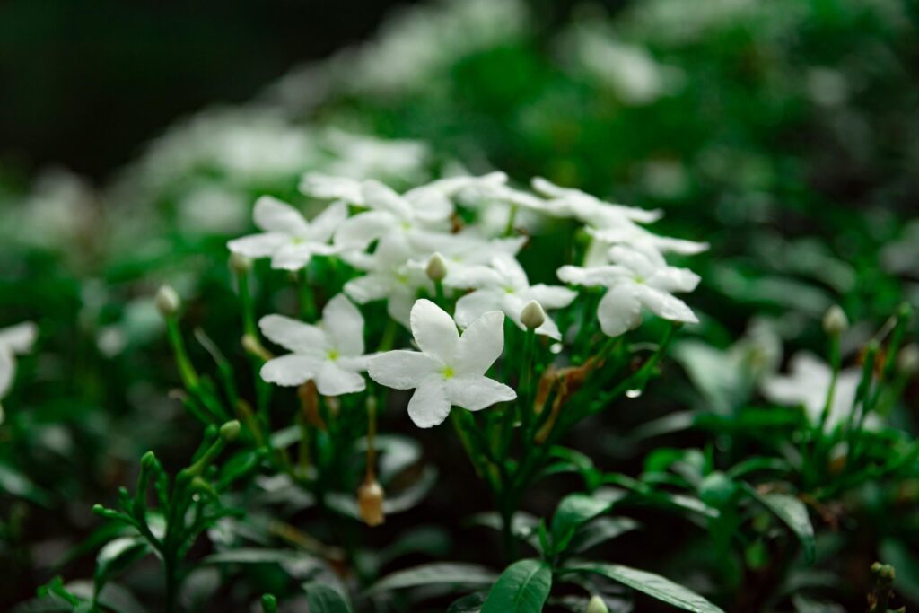 Fleurs blanches : jasmin 