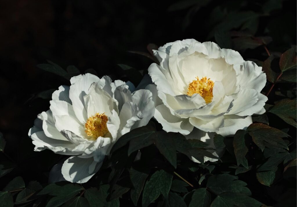 Fleurs blanches: pivoine