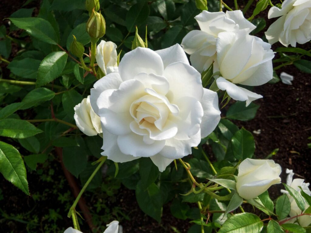 Fleurs blanches : rosier blanc